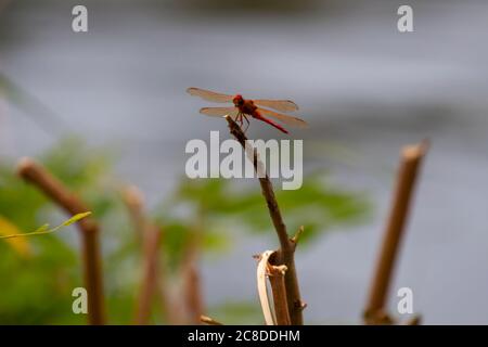 Gros plan macro-objectif d'un homme d'automne meadowhawk (Sympetrum vicinum) sur une baguette en bois près de Potomac River, Maryland. Banque D'Images
