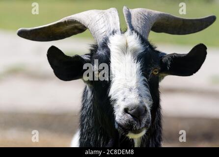 22 juillet 2020, Brandebourg, Bad Saarow/OT Neu-Golm : une chèvre billy se trouve sur une ferme. Photo: Soeren Stache/dpa-Zentralbild/ZB Banque D'Images