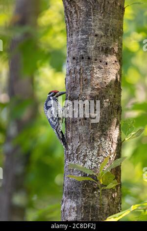 sapsucker femelle à ventre jaune dans le nord du Wisconsin. Banque D'Images