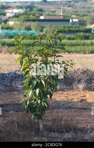 Gros plan d'un jeune arbre de persimmon planté dans un champ avec irrigation goutte à goutte Banque D'Images