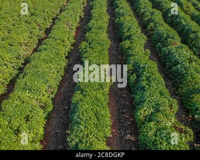 Vue aérienne de la plantation de café et de la tour de puissance au milieu. Banque D'Images