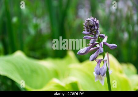 fleurs fraîches de plante hosta sur fond vert nature Banque D'Images