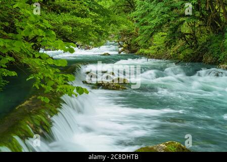 Rivière de montagne qui coule à travers la forêt verte. Écoulement rapide sur roche recouverte de mousse. Banque D'Images