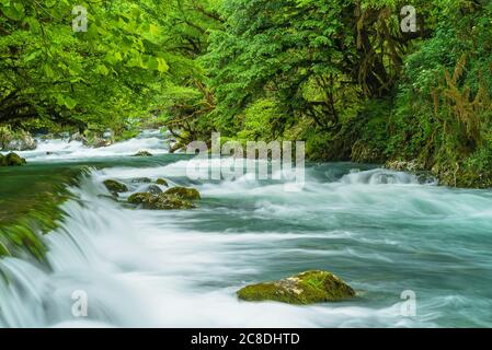 Rivière de montagne qui coule à travers la forêt verte. Écoulement rapide sur roche recouverte de mousse. Banque D'Images