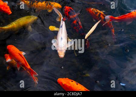 L'école colorée de natation de carpes koï dans l'eau paisible de l'étang. De magnifiques poissons de piscine japonais de couleurs variées. Mouvement dynamique des poissons Banque D'Images