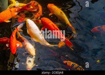 L'école colorée de natation de carpes koï dans l'eau paisible de l'étang. De magnifiques poissons de piscine japonais de couleurs variées. Mouvement dynamique des poissons Banque D'Images