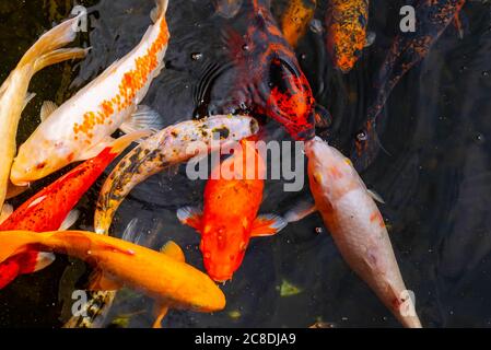 L'école colorée de natation de carpes koï dans l'eau paisible de l'étang. De magnifiques poissons de piscine japonais de couleurs variées. Mouvement dynamique des poissons Banque D'Images