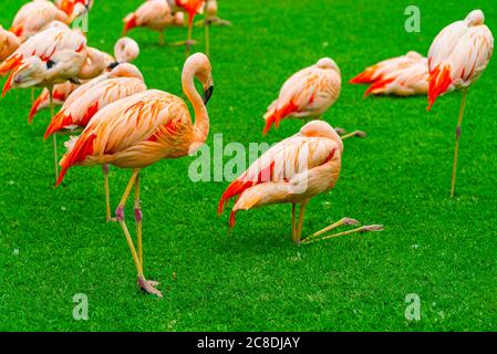 Gros plan de beau groupe de flamants roses sur l'herbe dans le parc. Des oiseaux dynamiques sur une pelouse verte par une belle journée d'été. Flamingo reposant Banque D'Images