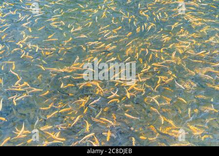Poisson adulte à la truite ambre dans un étang artificiel. École de poisson dans la ferme de truite. Poisson jaune vif et orange. Reproduction de truite pour l'industrie alimentaire. Banque D'Images
