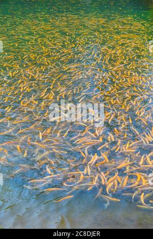 Poisson adulte à la truite ambre dans un étang artificiel. École de poisson dans la ferme de truite. Poisson jaune vif et orange. Reproduction de truite pour l'industrie alimentaire. Banque D'Images