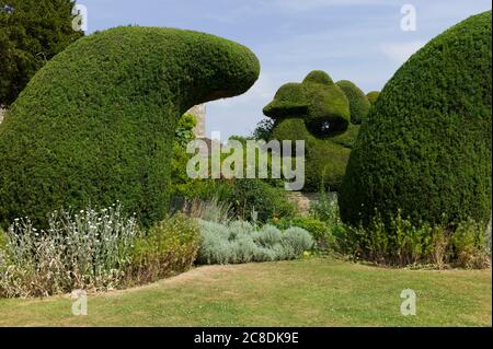 Un yew topiaire inhabituel domine une frontière séparant la pelouse principale de la maison au jardin des tribunaux Wiltshire Angleterre Royaume-Uni Banque D'Images