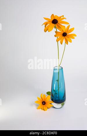 Deux Susans à yeux noirs dans un vase en verre bleu avec une troisième fleur sur la table sur fond blanc. Banque D'Images