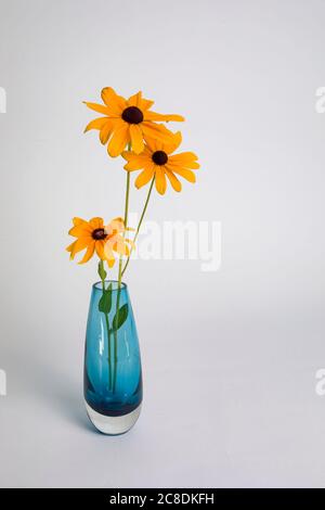 Trois Susans à yeux noirs dans un vase en verre bleu sur fond blanc. Banque D'Images