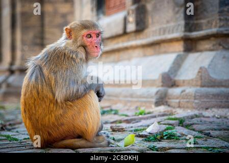 Portrait d'un singe macaque mâle assis sur le toit d'un temple Banque D'Images