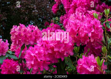 Arbuste rose foncé à fleurs de Rhododendron dans un jardin. Banque D'Images