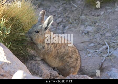 Viscacha, désert d'Atacama, Chili Banque D'Images