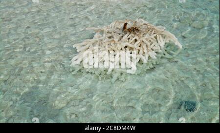 Israël, mer Morte, sel de mer, cristaux de sel Banque D'Images
