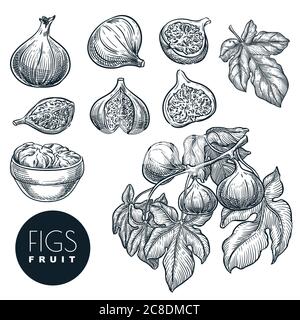 Figues mûres sur la branche et figues séchées dans le bol, illustration vectorielle d'esquisse. Récolte de fruits doux, agriculture de jardin tirée à la main et ferme isolé de la ferme Illustration de Vecteur