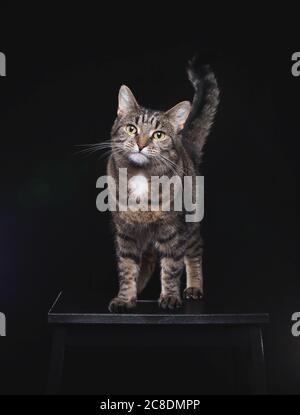 Chat européen tabby shorthair debout sur tabouret noir Banque D'Images