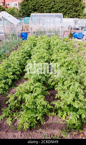 Rangées de pommes de terre dans le jardin d'attribution complète des feuilles Banque D'Images