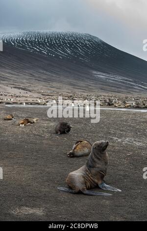 Royaume-Uni, Géorgie du Sud et îles Sandwich du Sud, colonies de pingouins à collier (Pygoscelis antarcticus) et phoques à fourrure antarctiques (Arctocephalus gazella) sur l'île de Saunders Banque D'Images