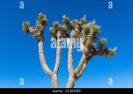 Joshua Tree (Yucca brevifolia) poussant contre le ciel bleu clair Banque D'Images