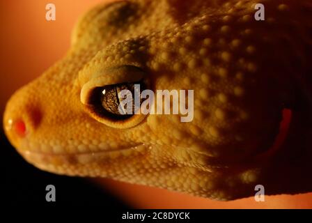 Gros plan de la tête et de l'œil du gecko léopard Banque D'Images