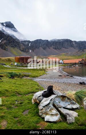 Royaume-Uni, Géorgie du Sud et îles Sandwich du Sud, Grytviken, Sceau reposant sur l'os de baleine dans une station de chasse à la baleine abandonnée Banque D'Images