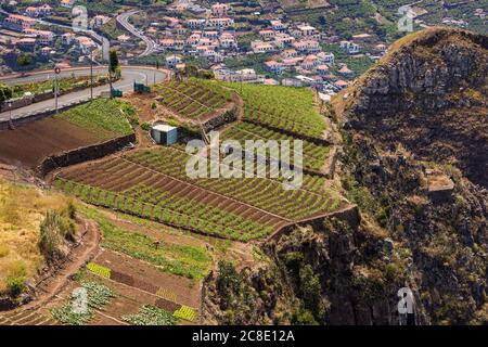 Portugal, Camara de Lobos, champs agricoles au bord de la falaise Banque D'Images