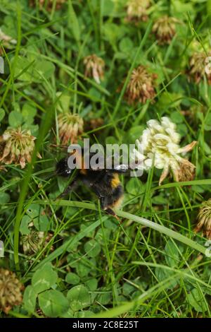 Les abeilles criblées d'acariens se fourragent parmi les trèfle comme il ne peut pas vol plus long Banque D'Images