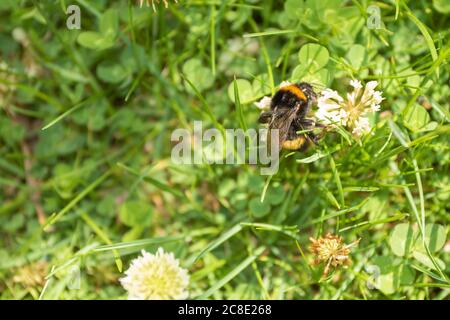 Les abeilles criblées d'acariens se fourragent parmi les trèfle comme il ne peut pas vol plus long Banque D'Images