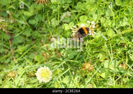 Les abeilles criblées d'acariens se fourragent parmi les trèfle comme il ne peut pas vol plus long Banque D'Images