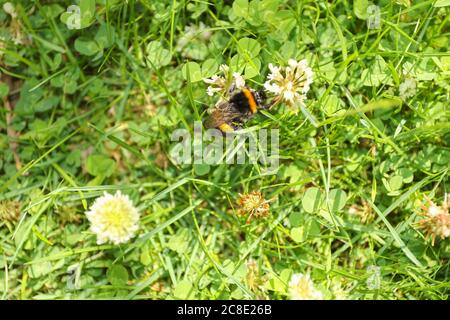 Les abeilles criblées d'acariens se fourragent parmi les trèfle comme il ne peut pas vol plus long Banque D'Images