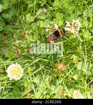 Les abeilles criblées d'acariens se fourragent parmi les trèfle comme il ne peut pas vol plus long Banque D'Images