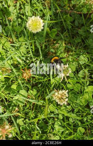 Les abeilles criblées d'acariens se fourragent parmi les trèfle comme il ne peut pas vol plus long Banque D'Images