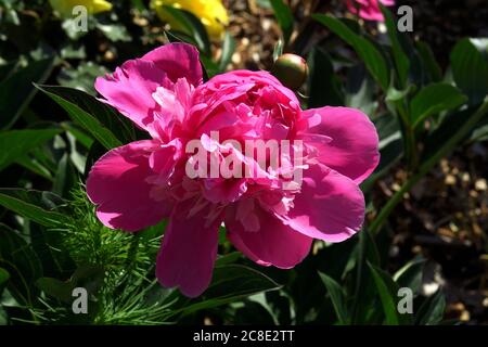 Tête de pivoine rose en fleur Banque D'Images