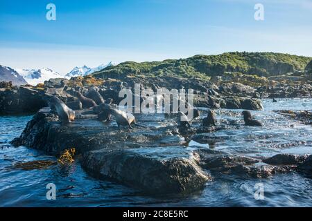 Royaume-Uni, Géorgie du Sud et îles Sandwich du Sud, colonie de phoques sur l'île Prion Banque D'Images