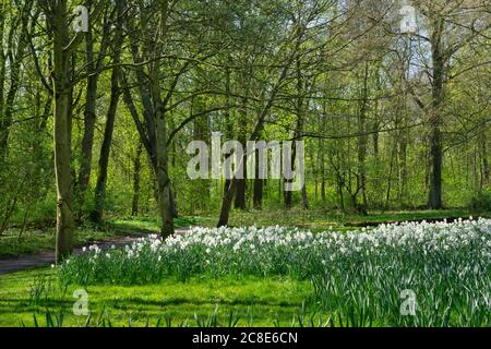 Allemagne, Rhénanie-du-Nord-Westphalie, Lunen, lit des jonquilles du poète (Narcissus poeticus) dans le parc Schwansonnel Banque D'Images