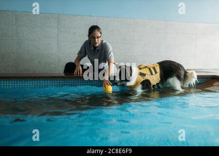 Physiothérapeute femme assistant Border Collie dans la piscine Banque D'Images