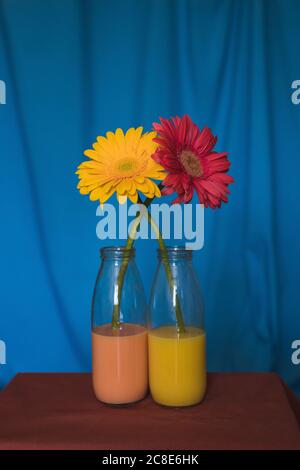 Photo studio de deux fleurs en fleurs entrelacés dans des bouteilles en verre rempli d'eau colorée Banque D'Images