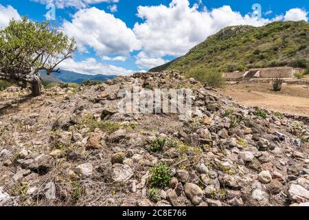 Un arbre pousse sur une ruine non excavée dans les ruines de la ville préhispanique Zapotec de Dainzu dans la vallée centrale d'Oaxaca, au Mexique. Dans le backgroun Banque D'Images