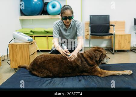 Physiothérapeute féminine qui donne un traitement au laser à l'ancien Labrador Retriever at centre Banque D'Images