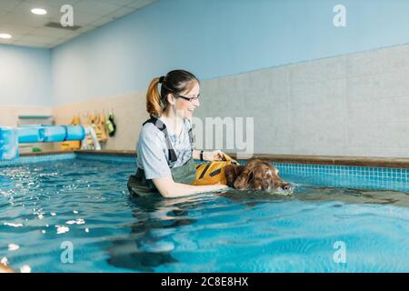 Physiothérapeute femme assistant Labrador Retriever dans la piscine Banque D'Images