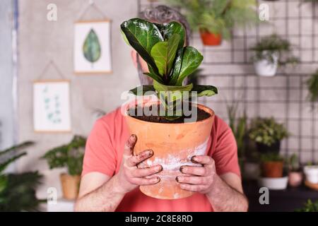 Homme mature tenant une plante en pot de figue à feuilles de violon devant visage à la pépinière Banque D'Images