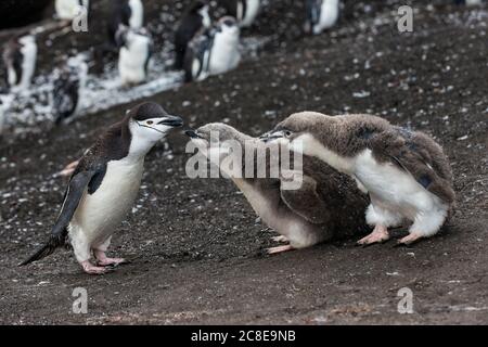 Royaume-Uni, Géorgie du Sud et îles Sandwich du Sud, pingouin de Chinstrap (Pygoscelis antarcticus) nourrissant des poussins sur l'île de Saunders Banque D'Images