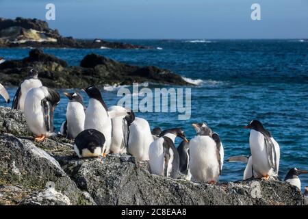 Colonie de pingouins de Gentoo (Pygoscelis papouasie) sur l'île de Gourdin Banque D'Images