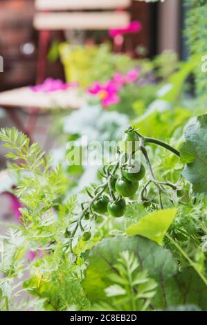 Tomates non mûres poussant sur le jardin du balcon Banque D'Images