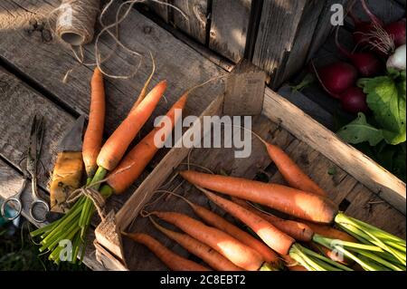 Légumes frais sur fond de bois rustique. Concept d'agriculture et de récolte Banque D'Images