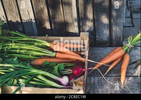 Récolte de légumes frais dans une boîte en bois sur fond rustique foncé. Vegan et concept sain Banque D'Images