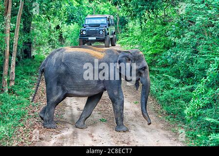 Sri Lanka, route de passage de l'éléphant d'Asie (Elepha maximus) dans le parc national de Yala Banque D'Images